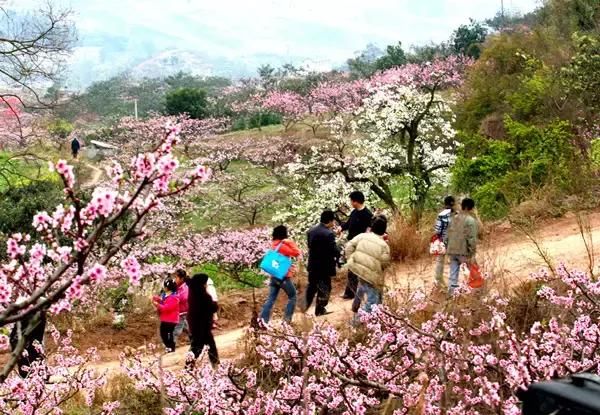 大四川七彩花海要美炸了？最新赏花地图在此，请收好！