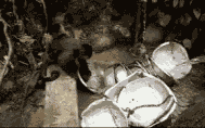 搞笑GIF：大家喜欢龙猫吗？