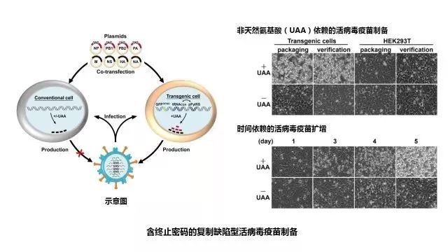 2017年度中国科学十大进展出炉，“实验发现三重简并费米子”位列