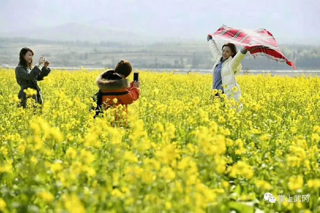 武冈万亩油菜花春节前提前开放，即将迎来赏花潮！约吗~