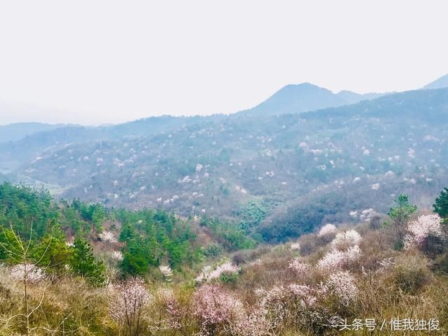还等什么 随州大洪山野樱花盛开渐入旺盛期了