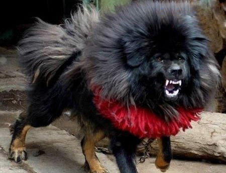 世界十大猛犬排名_世界十大猛犬图片