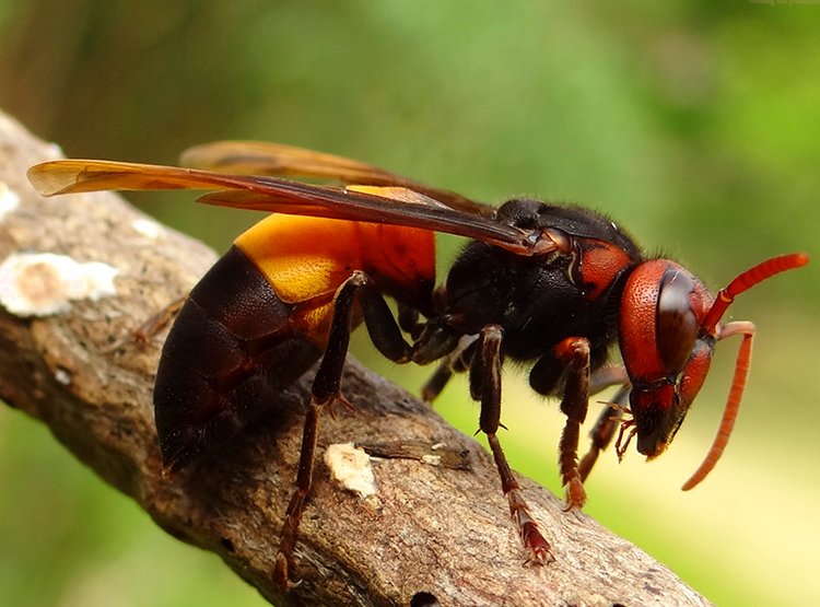 世界级致命毒蜂:中国大虎头蜂入侵欧洲,每天吃