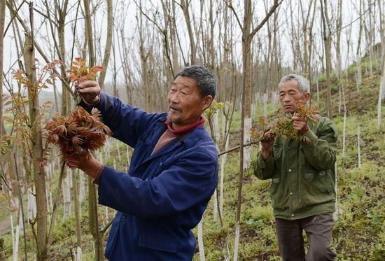 再过一个月，农村这种树能让农民大赚一笔，现在知道还不晚