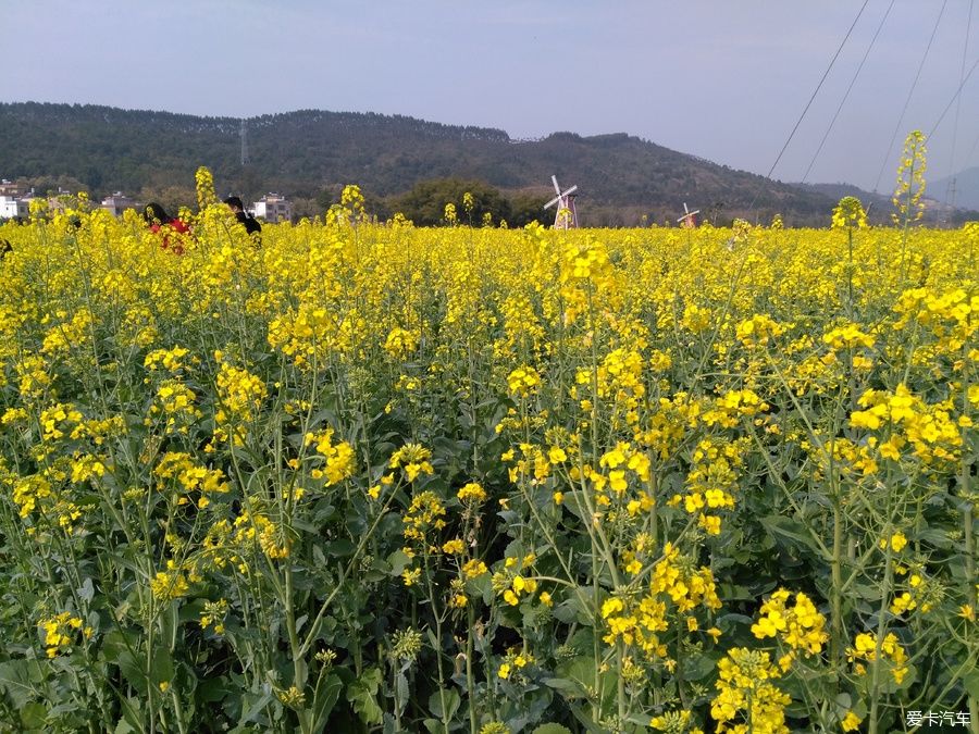 2018年春节粤北韶关赏花，火山上的油菜花 。