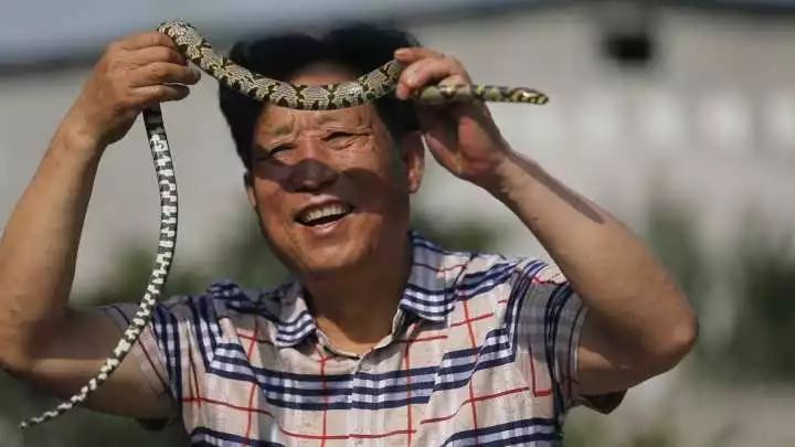 02 一天最多被咬上百口 村民并不是从一开始就以养蛇为生。 子思桥村水网密布,又背靠白娘娘山,当地本来就有不少蛇。上世纪70年代后,有不少村民在农闲时,会上山捕蛇,取下蛇胆和蛇皮卖给收购商人。嗅到了商机的杨洪昌,开始琢磨起了养蛇。 经过几次试验后,杨洪昌选择在当地分布广泛的赤链蛇作为种蛇。蛇有野性,并不愿意吃人工喂养的饲料,加之环境、温度、湿度等条件的限制,成活率并不高。 目前,经过十几年的摸索,子思桥村的赤链蛇饲养和人工孵化技术已经相当成熟,孵化率相比野外提高了不少。 记者了解
