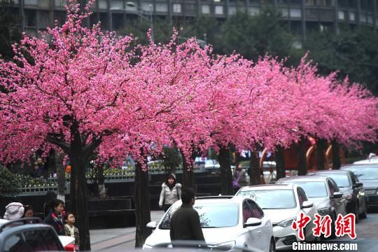 重庆闹市大片“桃花”盛开成美丽风景线