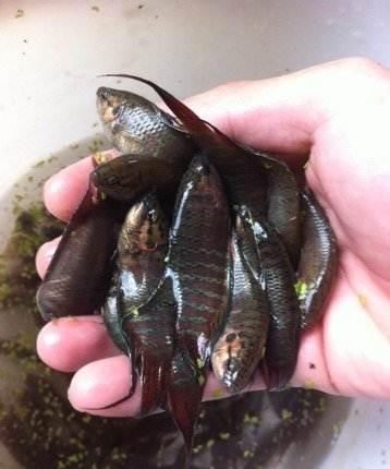 15种农村池塘小溪流野味,当年的快乐是现如今