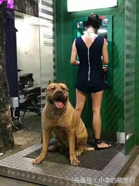 女子牵着猛犬去取钱安全有了保证，却再也找不到男朋友了