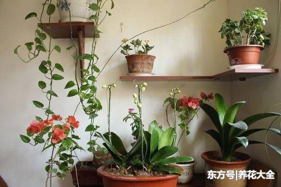 被花友吐槽最难养的3种花,你养过没?生无可恋有没有! - 武汉老徐 - 武汉老徐的博客 被花友吐槽最难养的3种花,你养过没?生无可恋有没有! - 武汉老徐 - 武汉老徐的博客