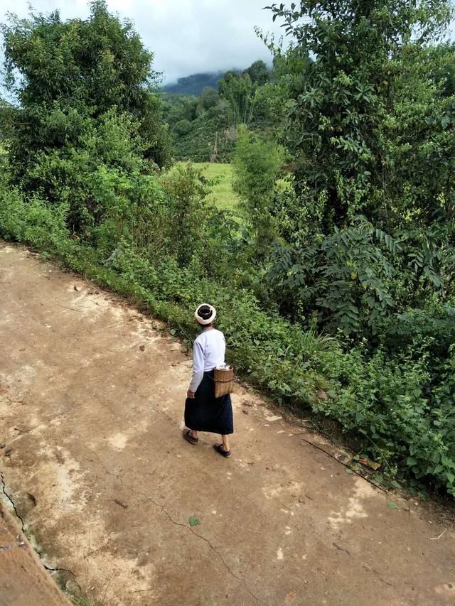 新六大茶山普洱茶山中的新贵