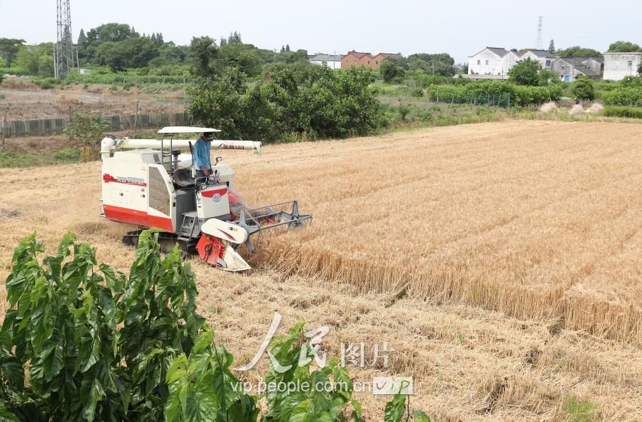 浙江德清:小麦开镰