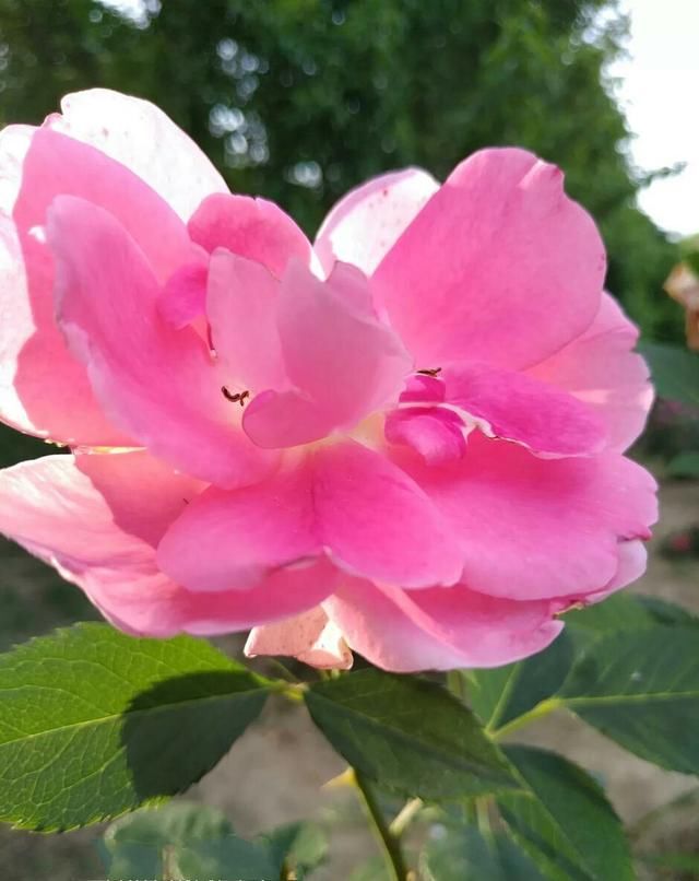 雨后开出最新的花儿，从初春一直开到秋末，花期无限花开不败