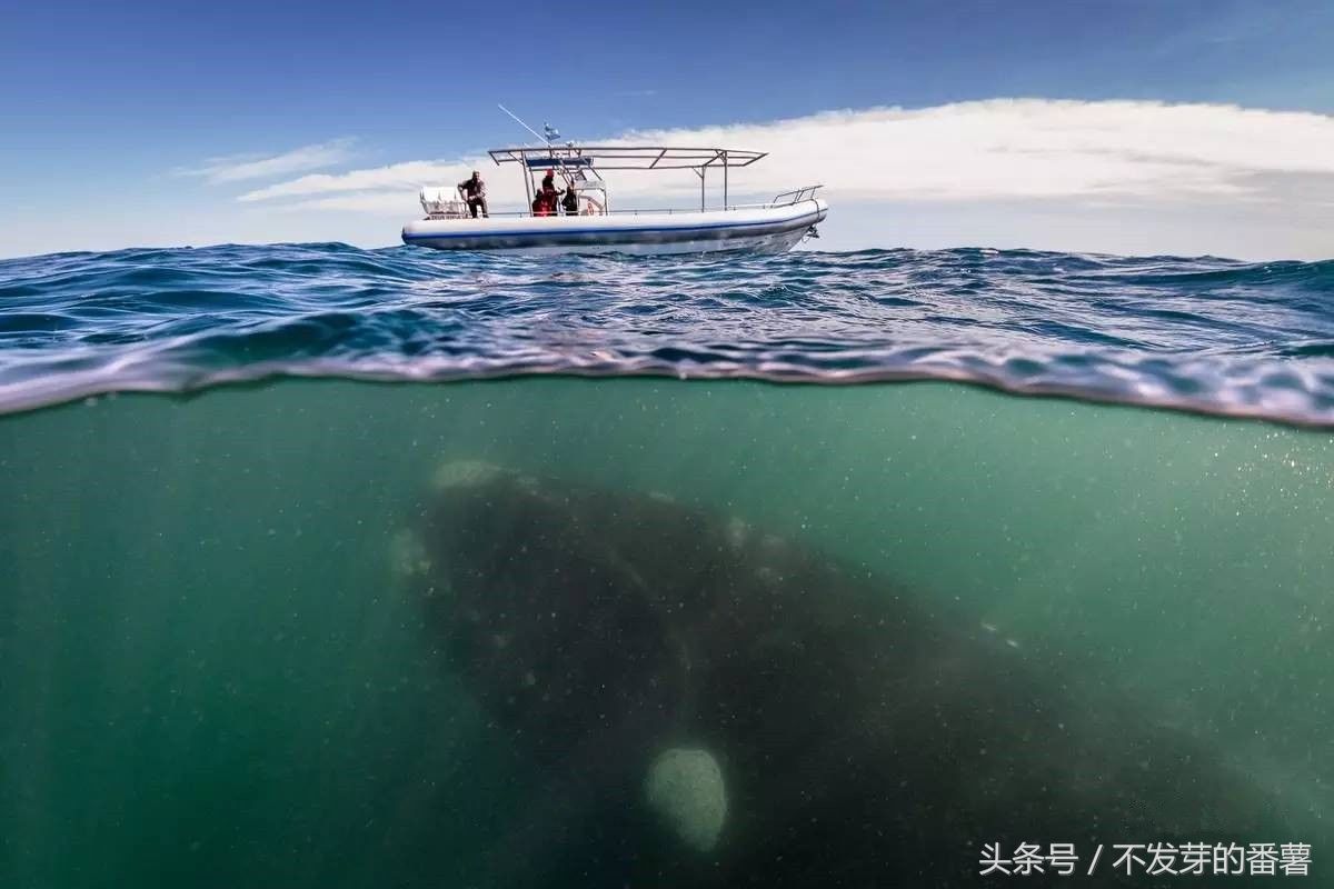深海恐惧症最怕的图,借你十个胆,也不敢去试试