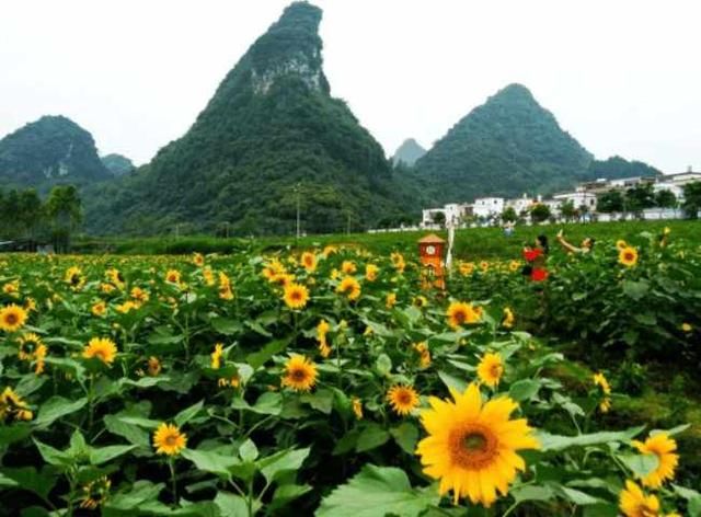 清远百亩向日葵惊艳绽放，还有七彩花田、漂流…… 现在来刚刚好