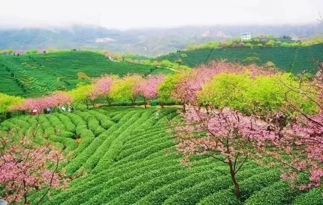 世界最大樱花园在中国！比日本大5倍，是阿里山的10倍美！