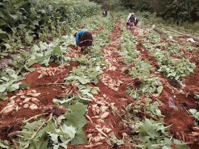 这种水果长在地里，被称为水果之王，农民错把它当红薯，你认识吗