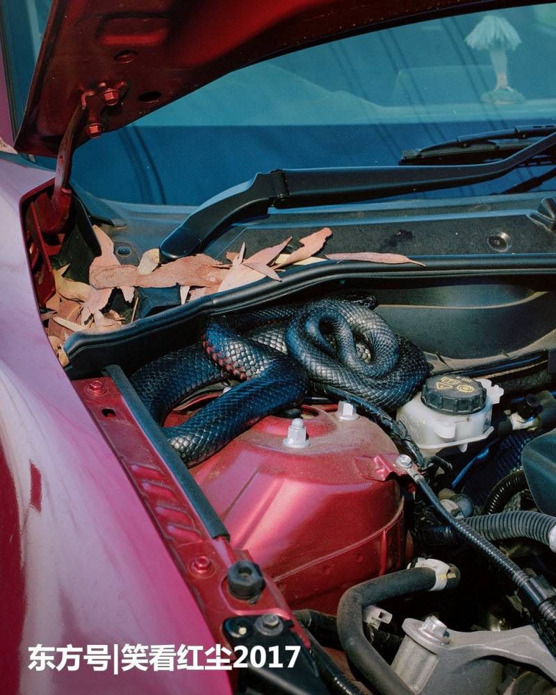 来自澳大利亚的有趣照片 来自澳洲的那些趣事，袋鼠乱穿马路，蛇