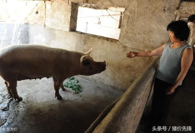 养猪行业前景捉摸不透 节前库存还没完全消耗