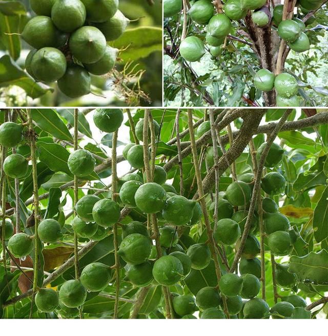 岑溪市澳洲坚果种植技术及种植所要求温度