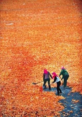 种子当粮食卖？市场怎么了！