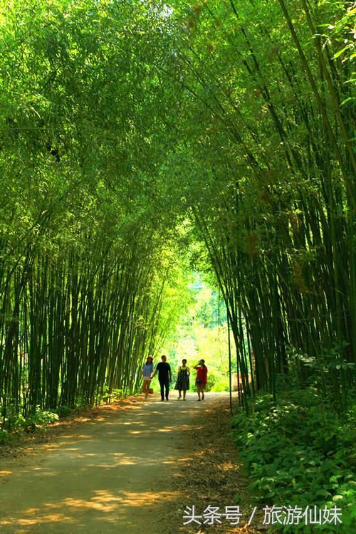 栾川王府竹海度假旅游区：避暑度假 休闲观光 一体的旅游景区