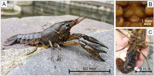 变异小龙虾无限克隆自己攻陷欧洲、非洲，老外开始向中餐求援？
