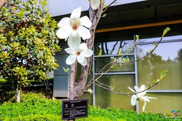 春满中国 醉西安｜春游好去处：在临潼度假区芷阳广场听见花开的