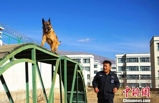 忠诚守护雪域高原的“警犬汪”