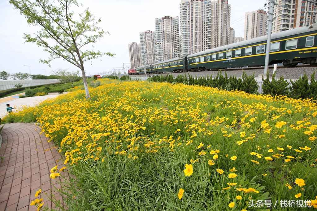 青岛后海现中国最美高铁，穿越花海还能看胶州湾海景，坐火车来看