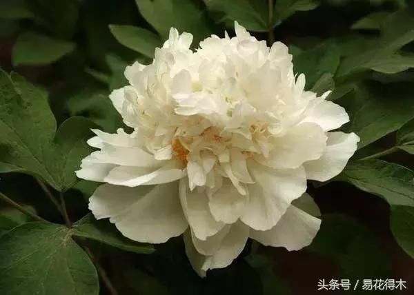 盆栽牡丹的鉴赏和养护管理