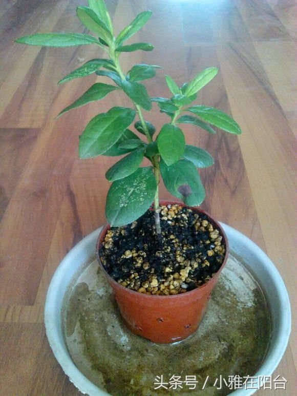 怎样快速发芽的方法 t01b4ccf5adc28d8d9a.jpg