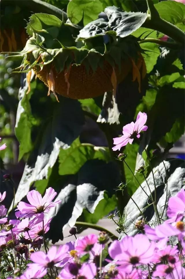 新疆游记2：让时光在这里慢下来禾木村之行