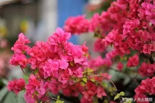 买回家的植物,怎么养护都不开花怎么办?早看早知道!