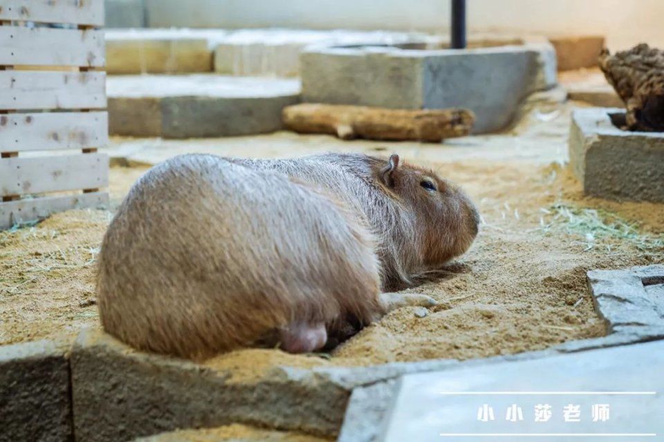 旅行记 | 我又想再去一趟日本大阪了?!