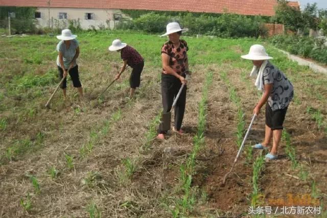 玉米苗后除草引起药害，都是因为犯了这五个错误！