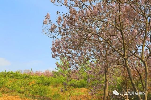 苏北最大艾山梧桐树林：花开正艳丽，赏花正当时