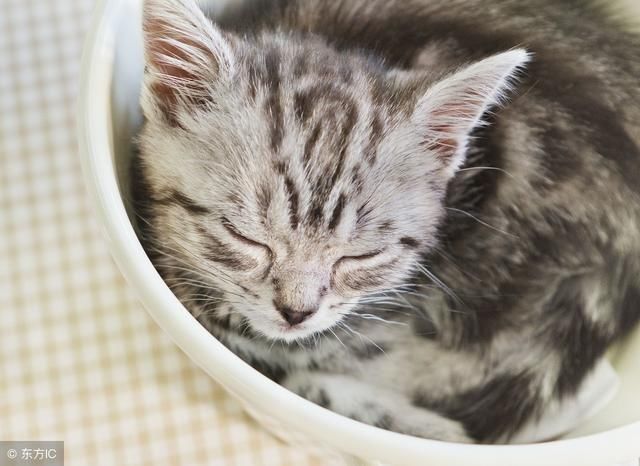 趣味测试 12个题目测试你家猫咪的智力处于什