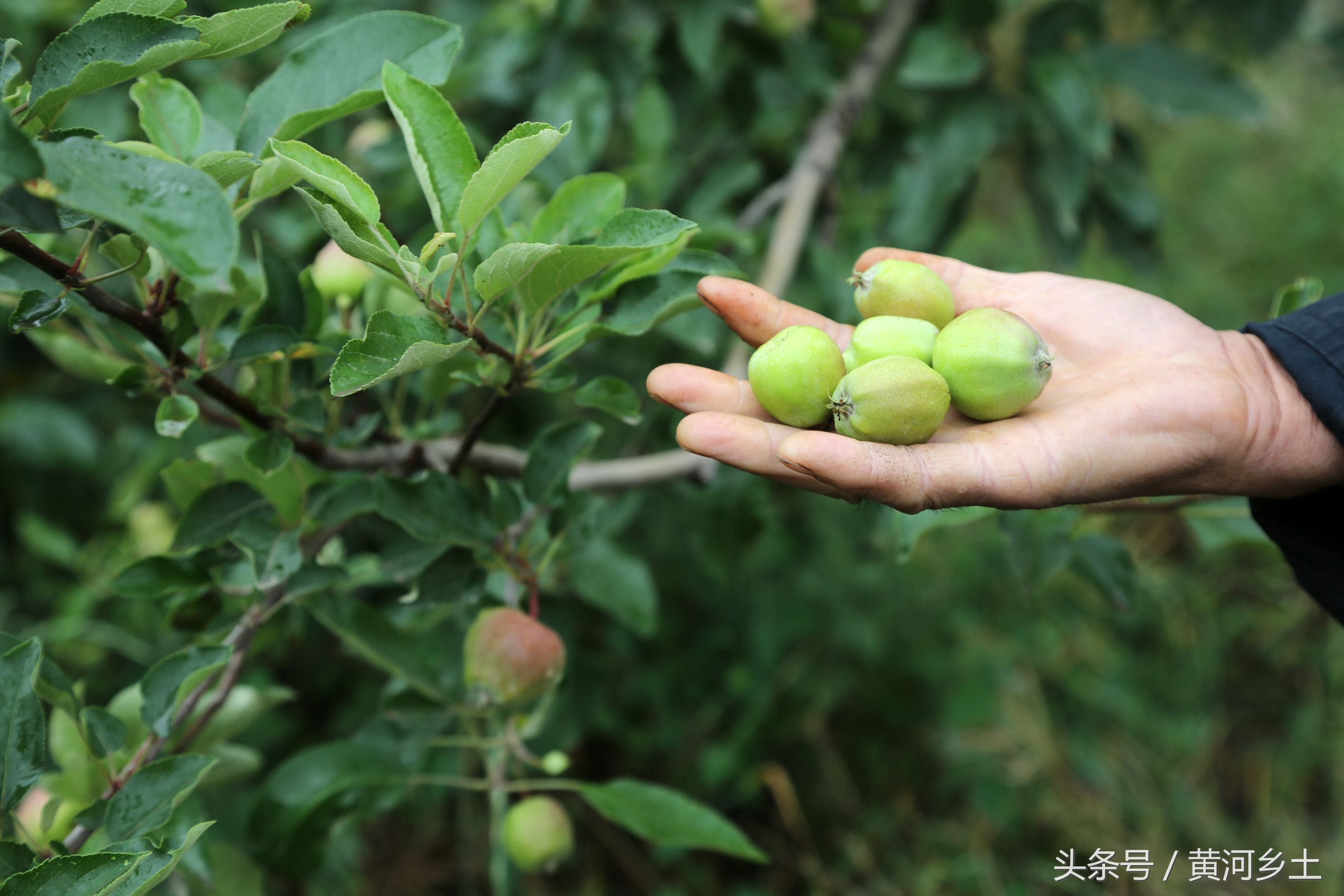 下着雨6旬大叔给果园浇水，种15亩果树年收入7万