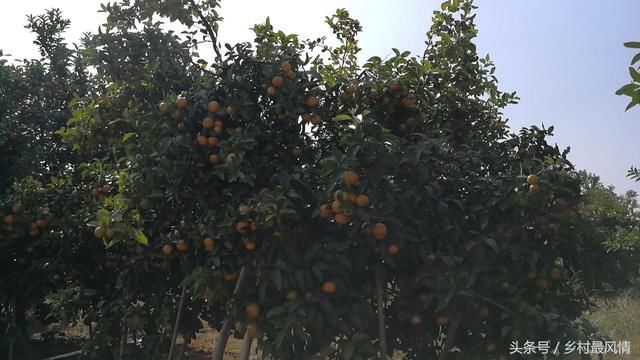 数千亩砂糖橘,收购价三块五一斤,果农却为何一