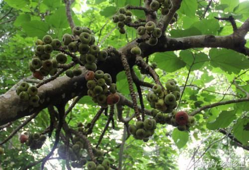 这种水果结在树茎，果实里含蜜，果肉香甜芳香四溢，几乎没人见过