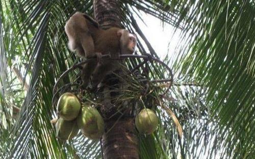 泰国48岁男子强迫猴子每天摘300个椰子,不摘