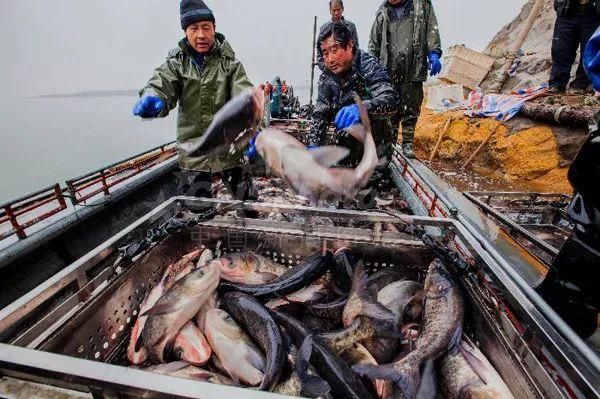 特别策划《备年货赶大集》(八)：节前淡水鱼虾蟹跟风上涨，商家备