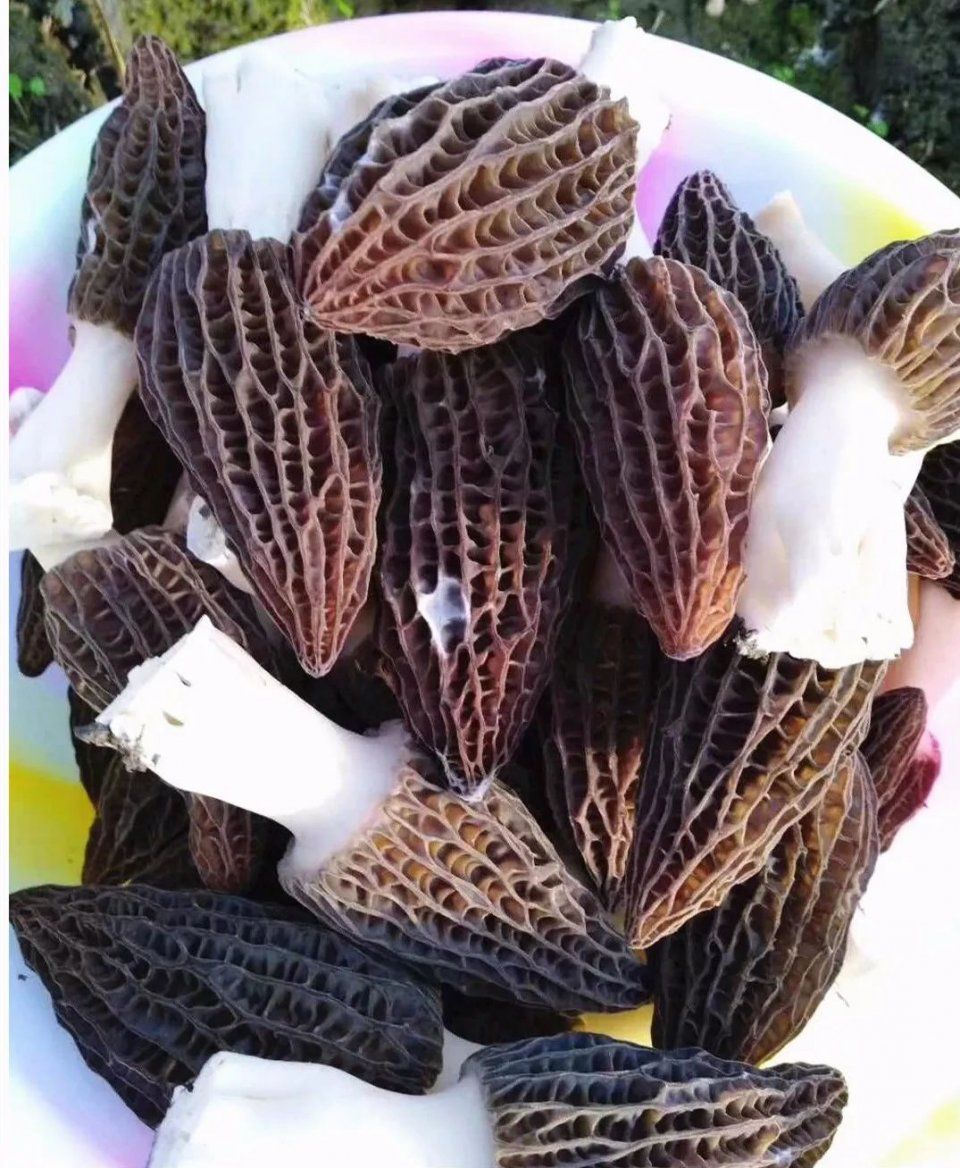 春天,这种形状奇特的菜正美味!中山就有,尝过吗?