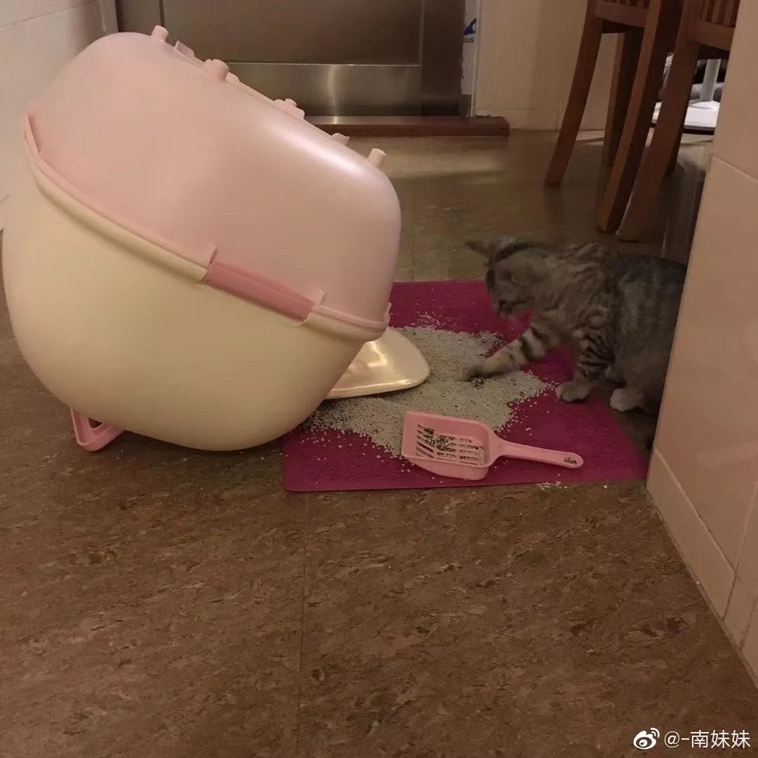 大型拉屎偷拍现场!女生一条有这是的v女生…味道要睡为什么裸图片