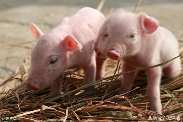 发改委提示生猪生产出现过剩苗头，你还认为近期猪价会涨吗？