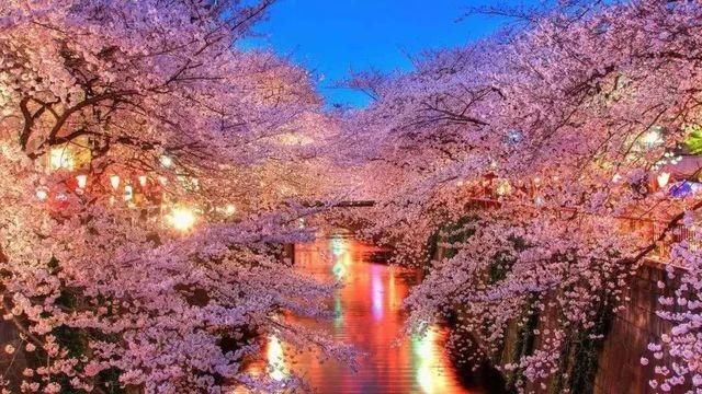 2019浪漫樱花季!日本赏樱时间表大汇总,这10个