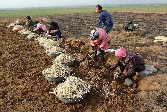 偃师千人在地里挖银条,国家地理标志产品,称为