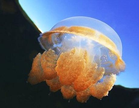 海蜇的营养价值及功效与作用都有哪些 你知道