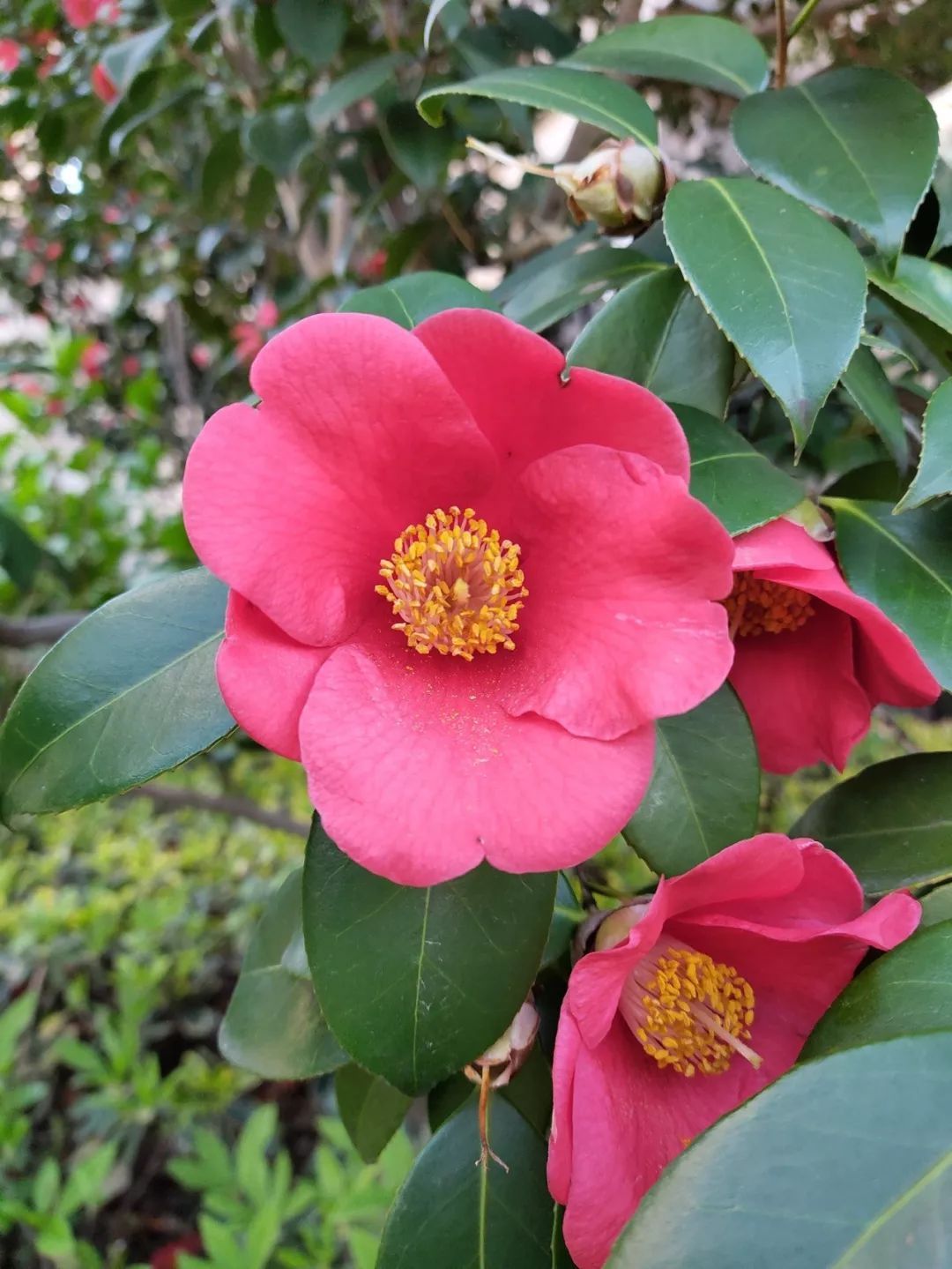 【样张】红米Note7Pro相机样张对比,谷歌相机